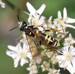 Tenthredo omissa